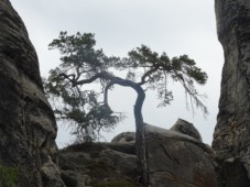 hádanka: Kde roste tento strom?